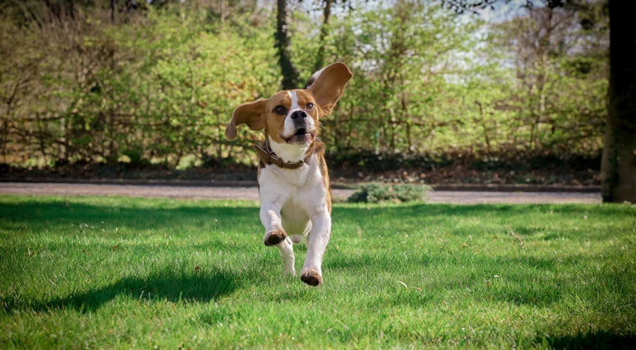 dog care home near me
